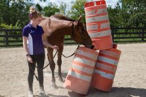 a horse pushing over a stack of orange road construction barrels